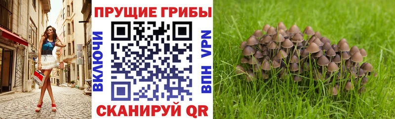 Галлюциногенные грибы Psilocybe  сайты даркнета телеграм  Ставрополь 